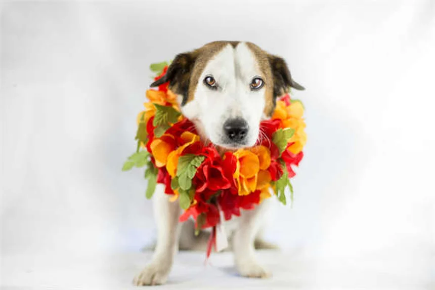 Dog Whelping 101: How to Prepare for Puppies Like a Pro