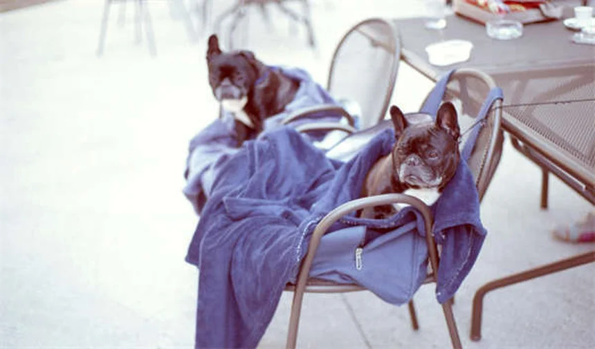 Bordetella Vaccine for Dogs: 5 Must-Know Facts About Kennel Cough Protection